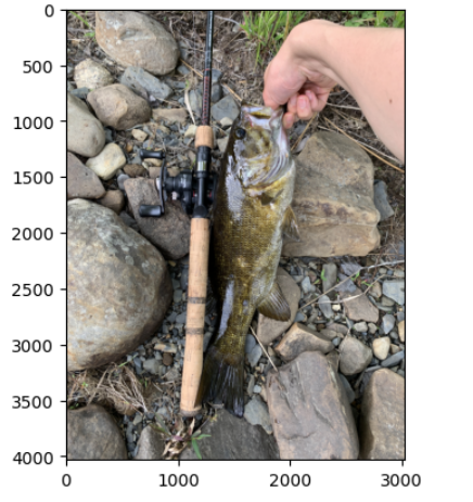 Smallmouth bass used as an input image for the fish species classifier